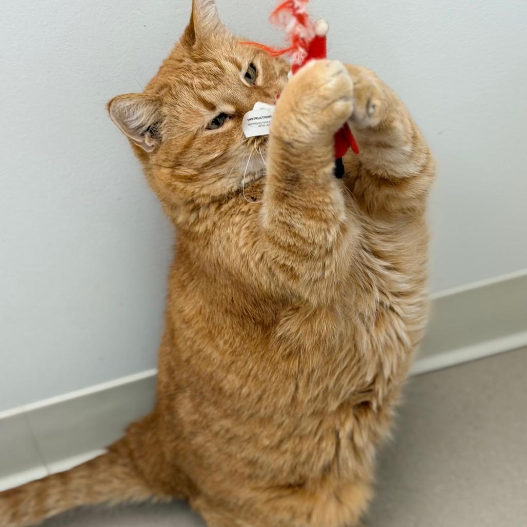 Enlarge Pumpkin, a Adoptable Domestic Short Hair in Champaign, IL image 2/5