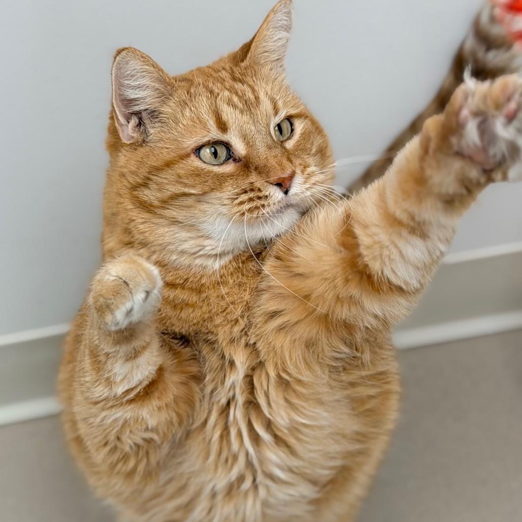 Enlarge Pumpkin, a Adoptable Domestic Short Hair in Champaign, IL image 5/5