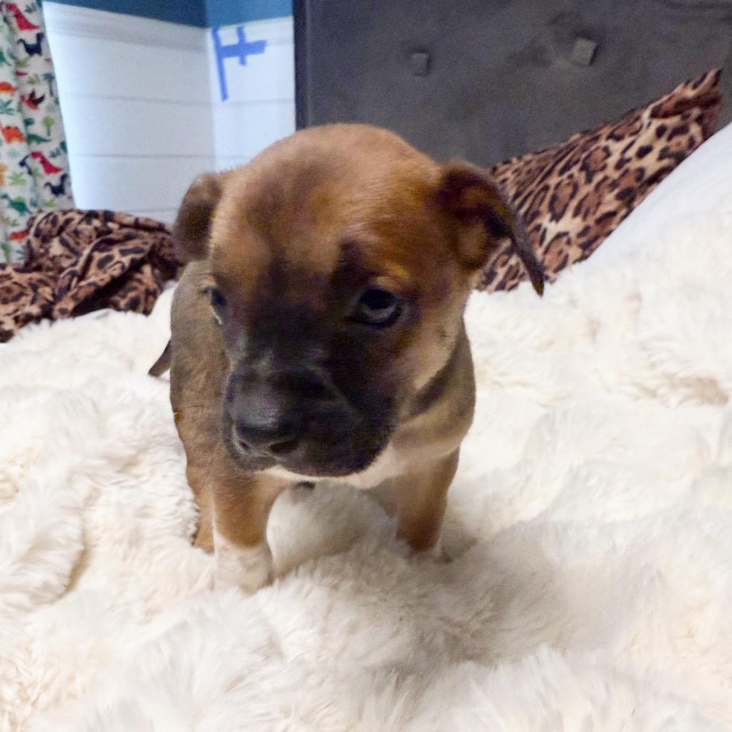 KAI, Adoptable, Puppy Male Terrier.