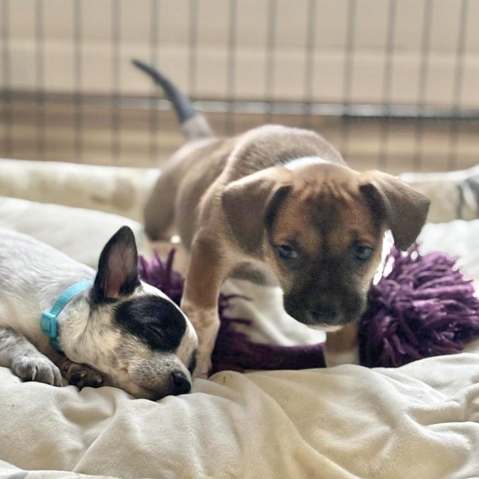 Enlarge KAI, a Adoptable mixed breed in Atco, NJ image 2/6