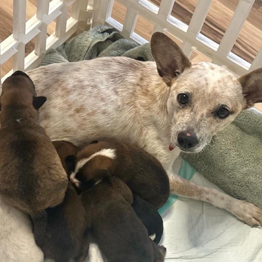 Enlarge KAI, a Adoptable mixed breed in Atco, NJ image 3/6