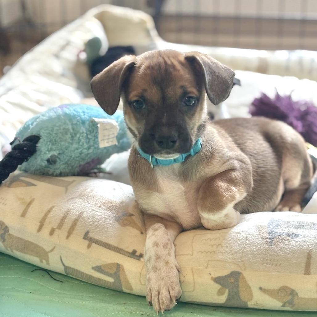 Enlarge KAI, a Adoptable mixed breed in Atco, NJ image 4/6