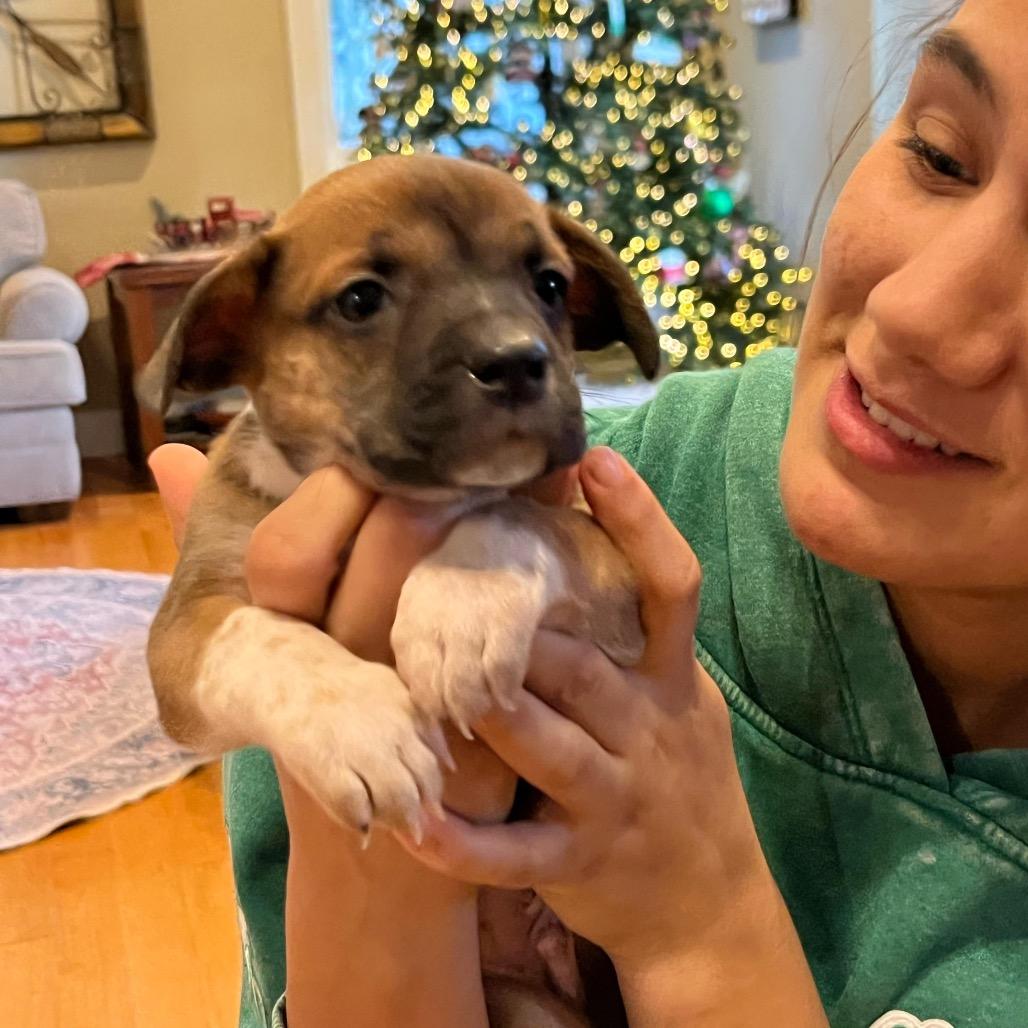 Enlarge KAI, a Adoptable mixed breed in Atco, NJ image 5/6