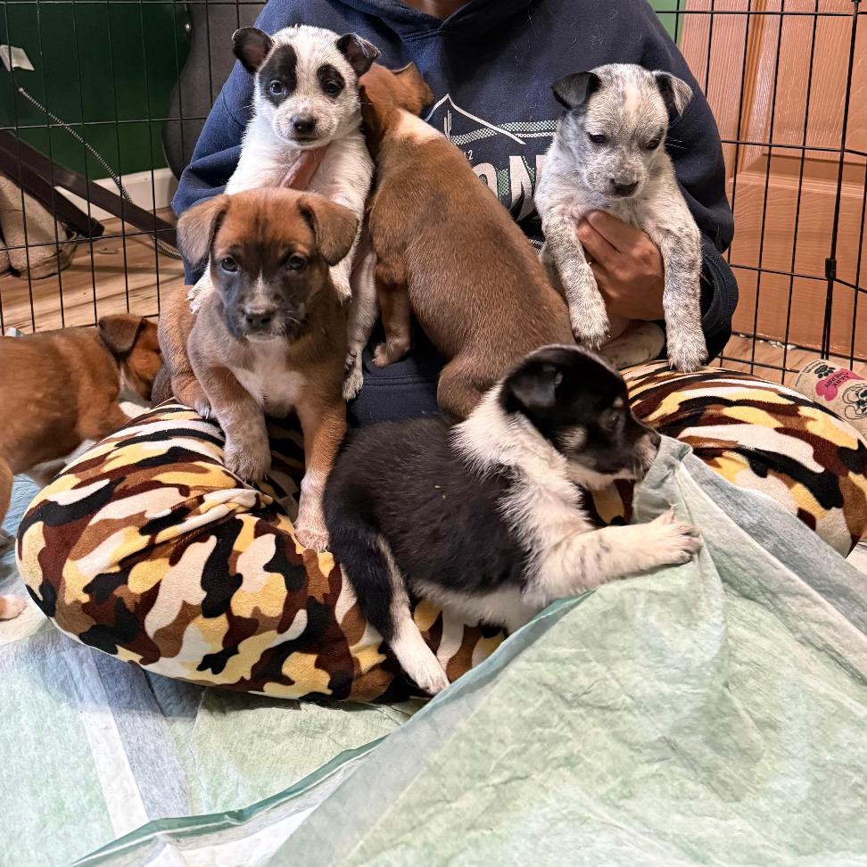 Enlarge KAI, a Adoptable mixed breed in Atco, NJ image 6/6