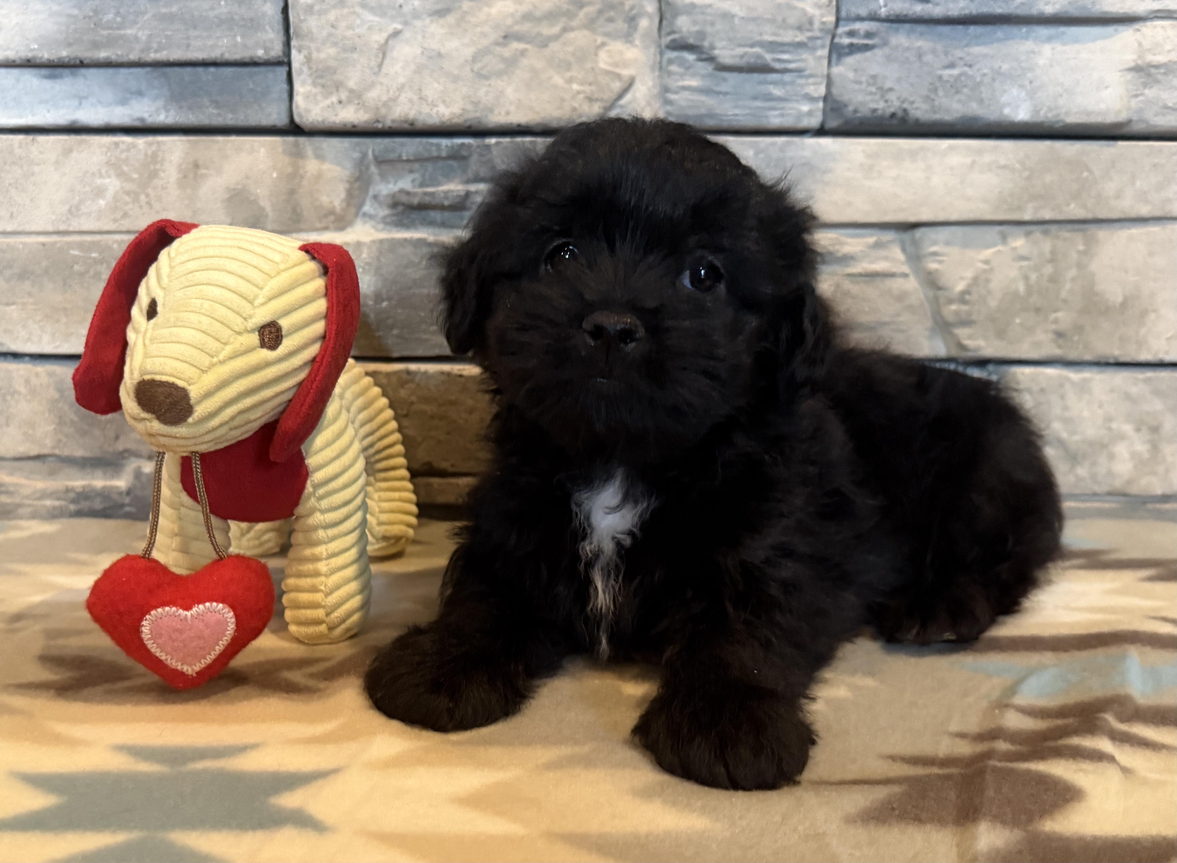 Enlarge Huey Lewis, a Adopted Shih poo in Ellis Grove, IL image 1/6