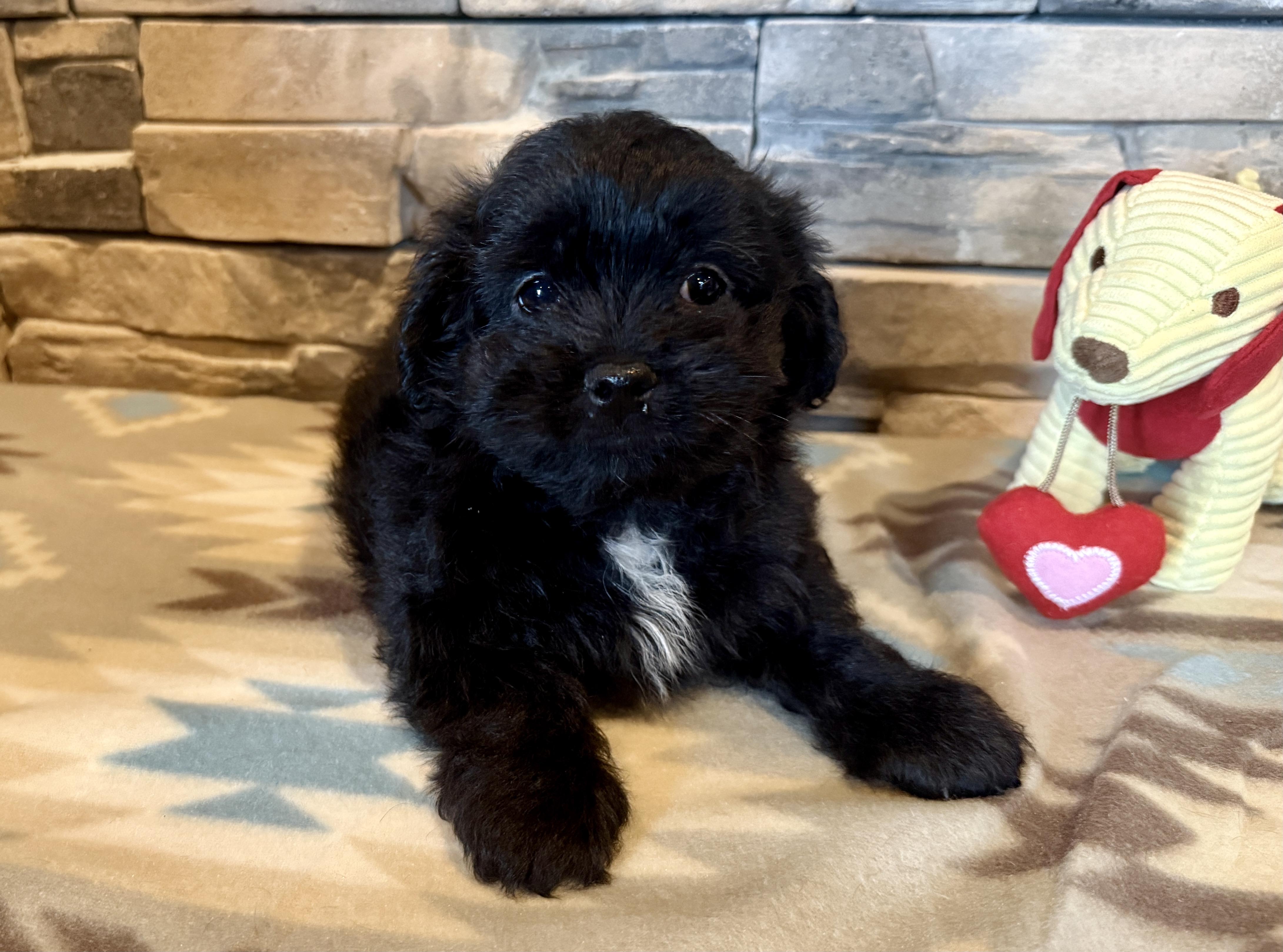Enlarge Huey Lewis, a Adopted Shih poo in Ellis Grove, IL image 2/6