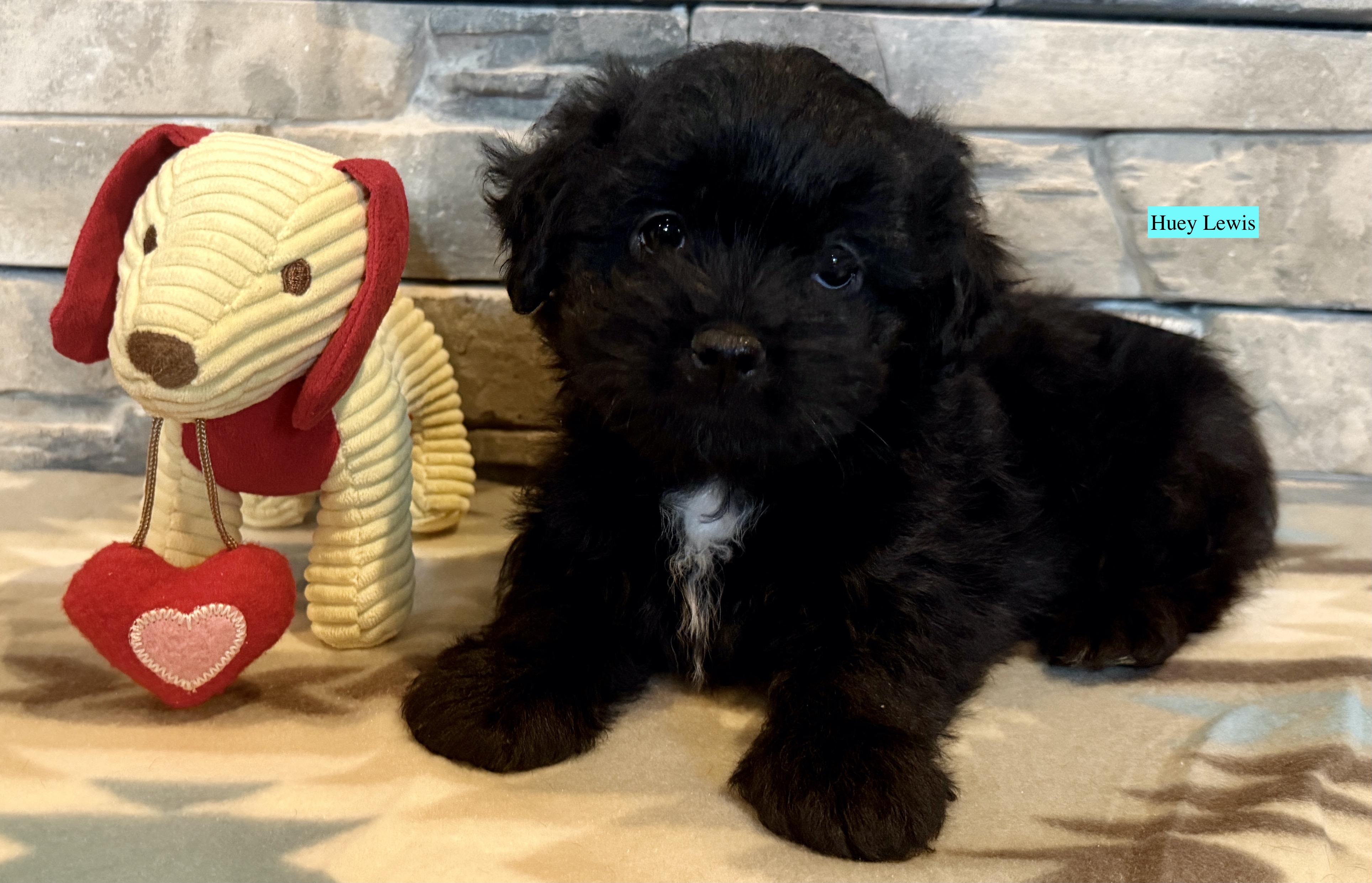Enlarge Huey Lewis, a Adopted Shih poo in Ellis Grove, IL image 3/6