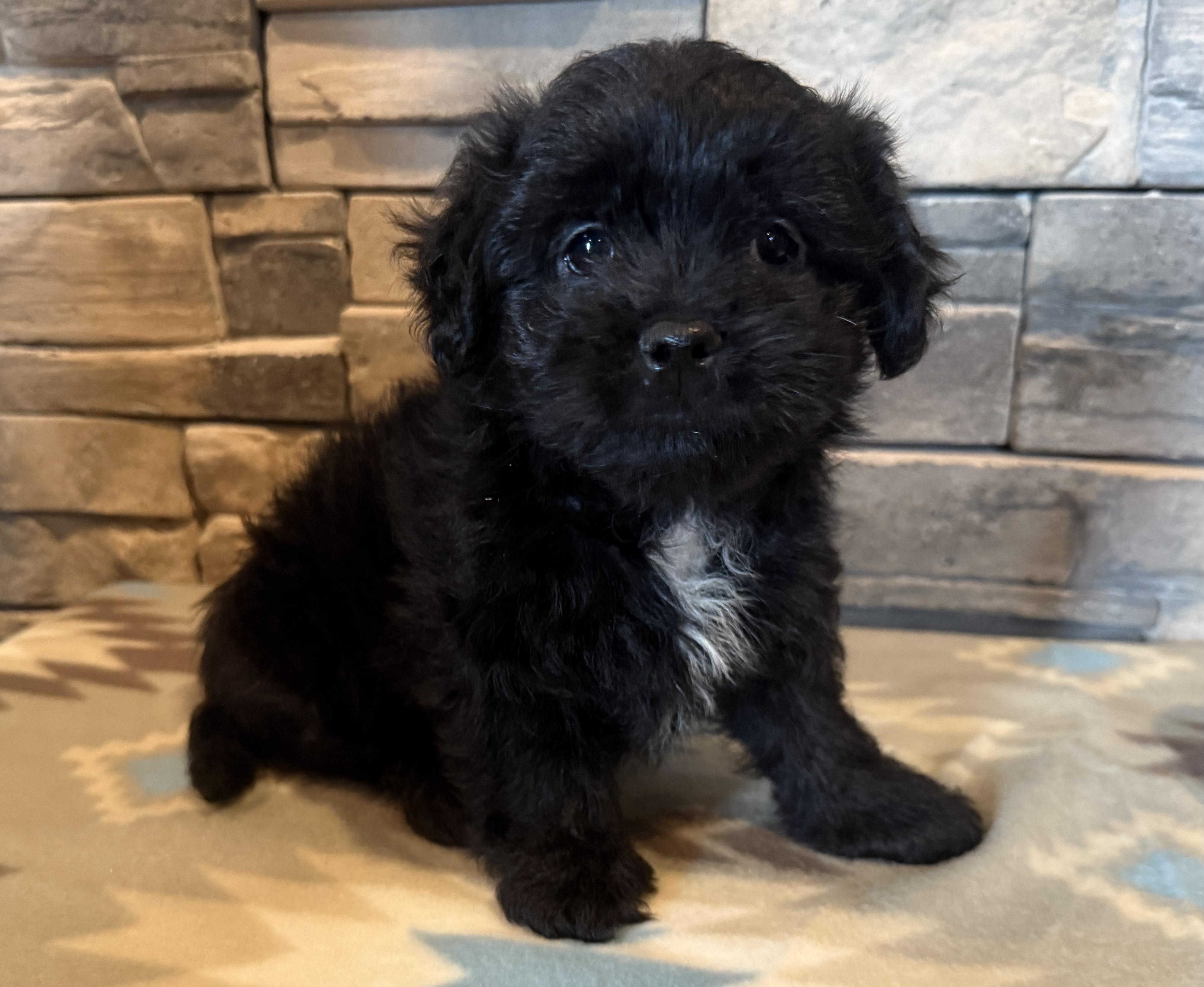 Enlarge Huey Lewis, a Adopted Shih poo in Ellis Grove, IL image 5/6