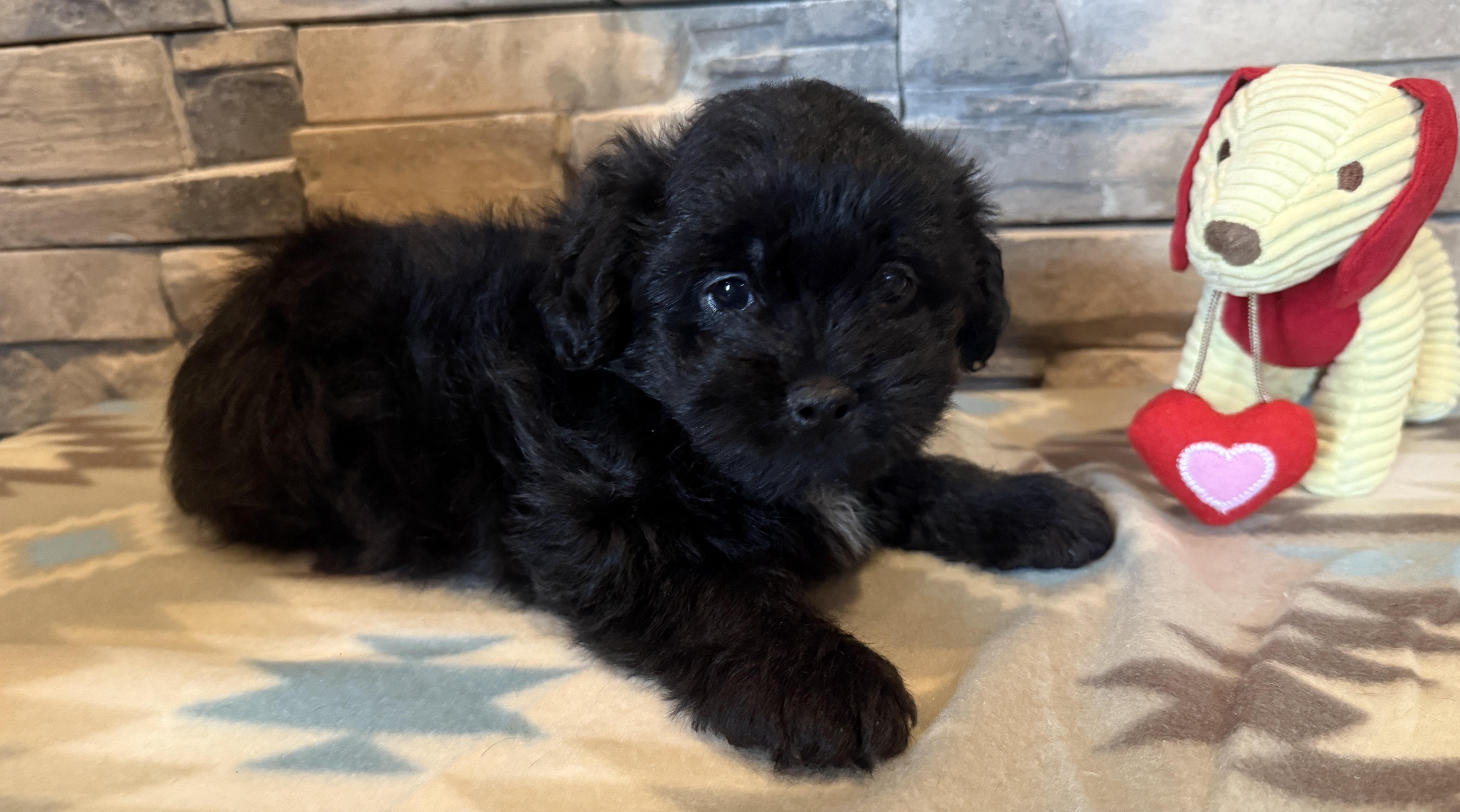 Enlarge Huey Lewis, a Adopted Shih poo in Ellis Grove, IL image 6/6