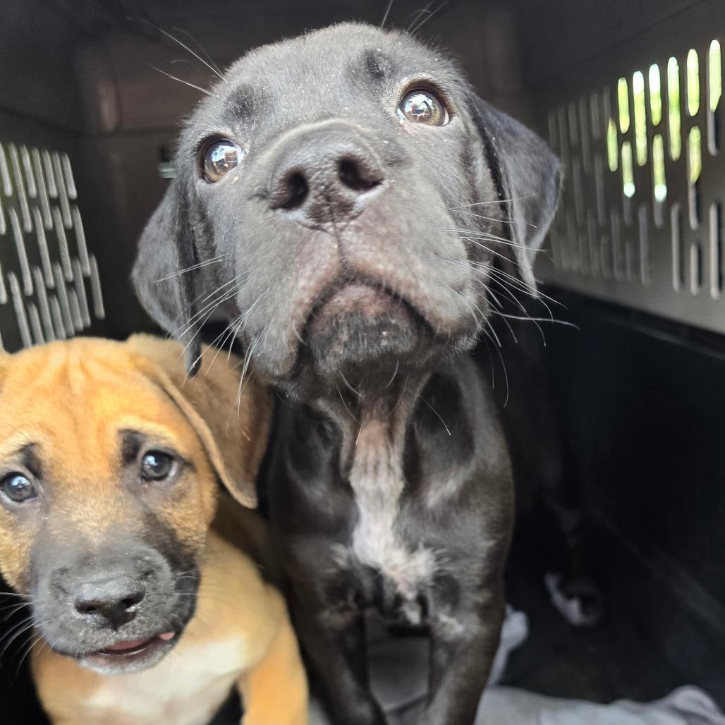 Jake, Adoptable, Puppy Male Mixed Breed.