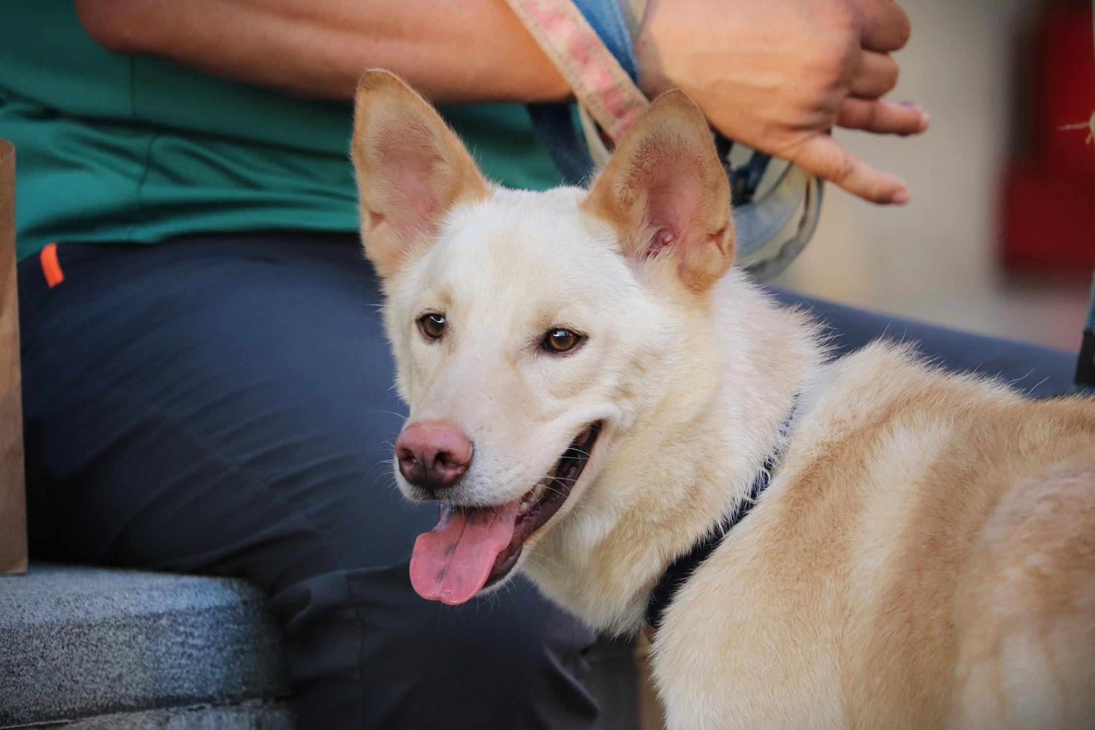 Enlarge Rex, a Adoptable mixed breed in San Mateo, CA image 4/6
