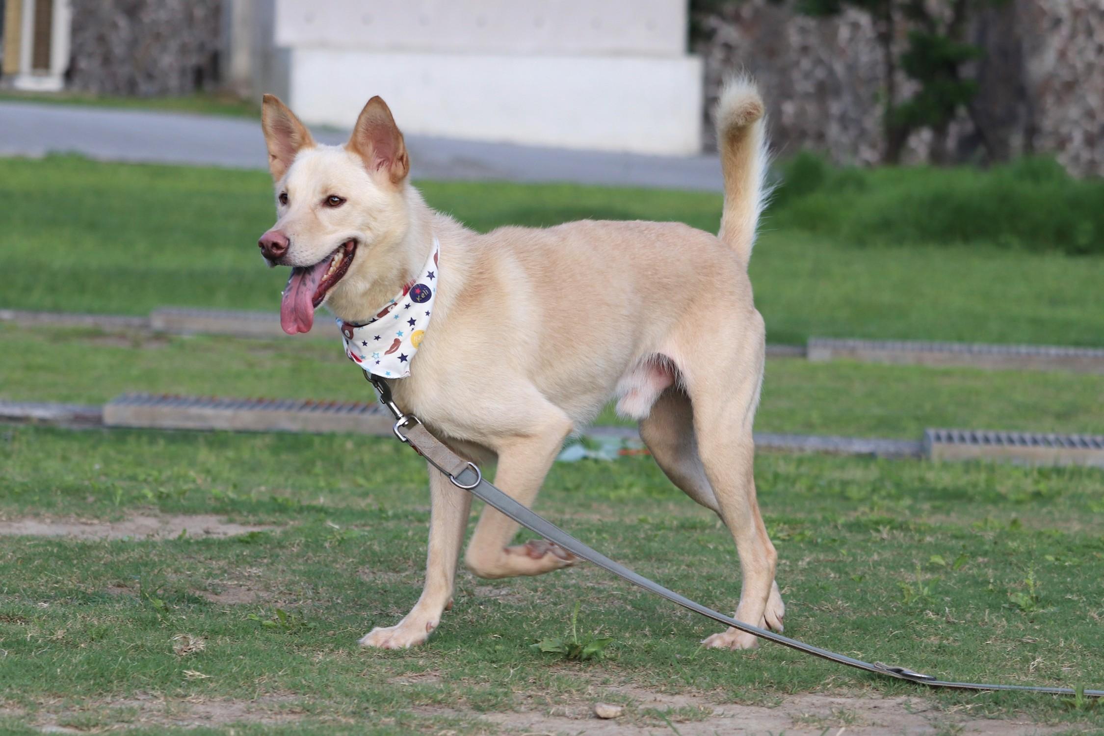 Enlarge Rex, a Adoptable mixed breed in San Mateo, CA image 3/6