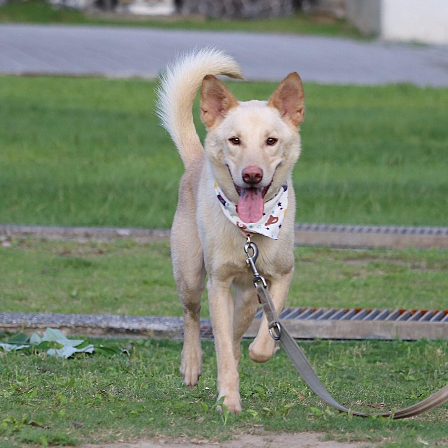Enlarge Rex, a Adoptable mixed breed in San Mateo, CA image 1/6
