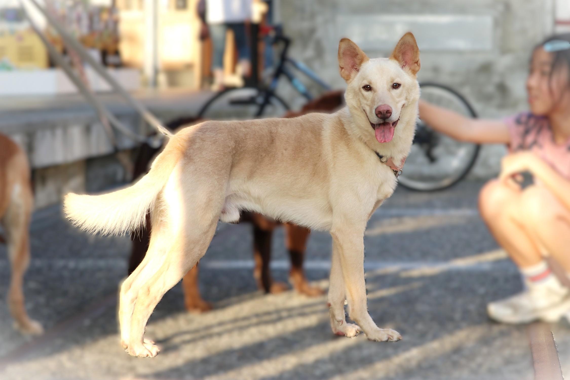 Enlarge Rex, a Adoptable mixed breed in San Mateo, CA image 5/6
