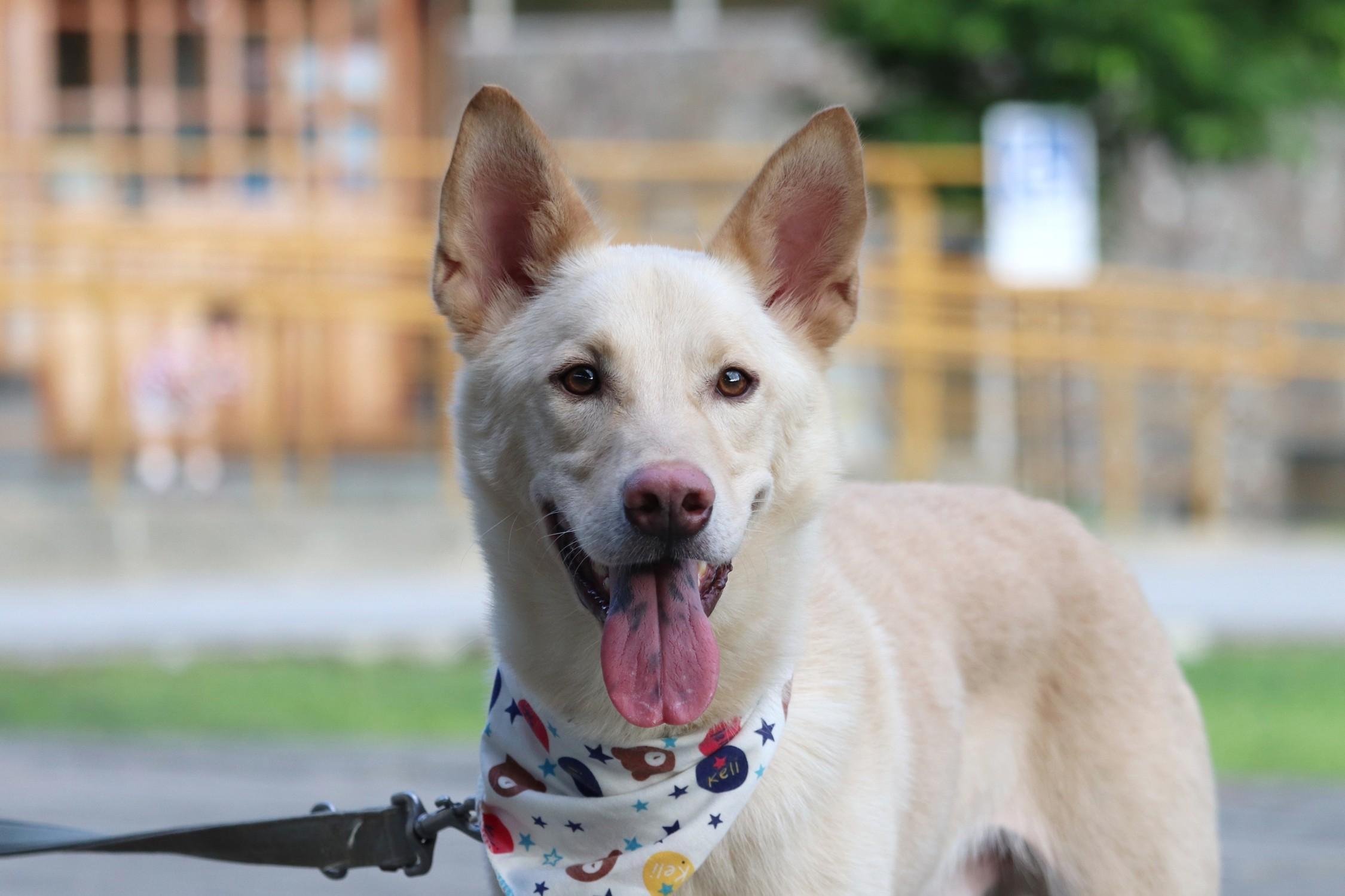 Enlarge Rex, a Adoptable mixed breed in San Mateo, CA image 2/6