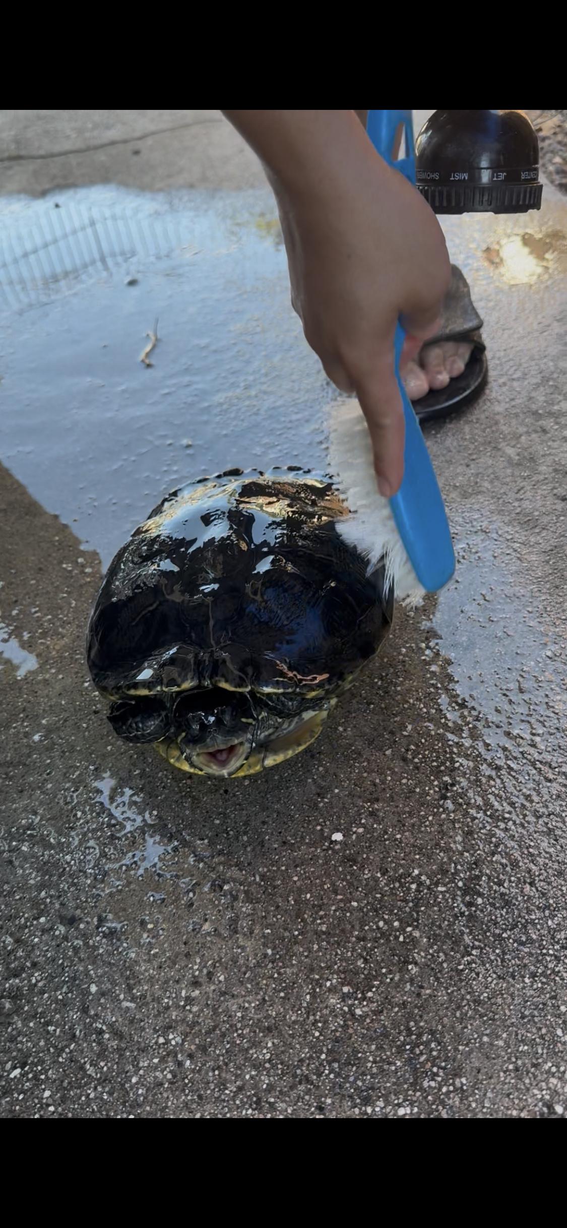 Musubi, ADOPTABLE, Adult Female Red-Eared Slider & Yellow-Bellied Slider.