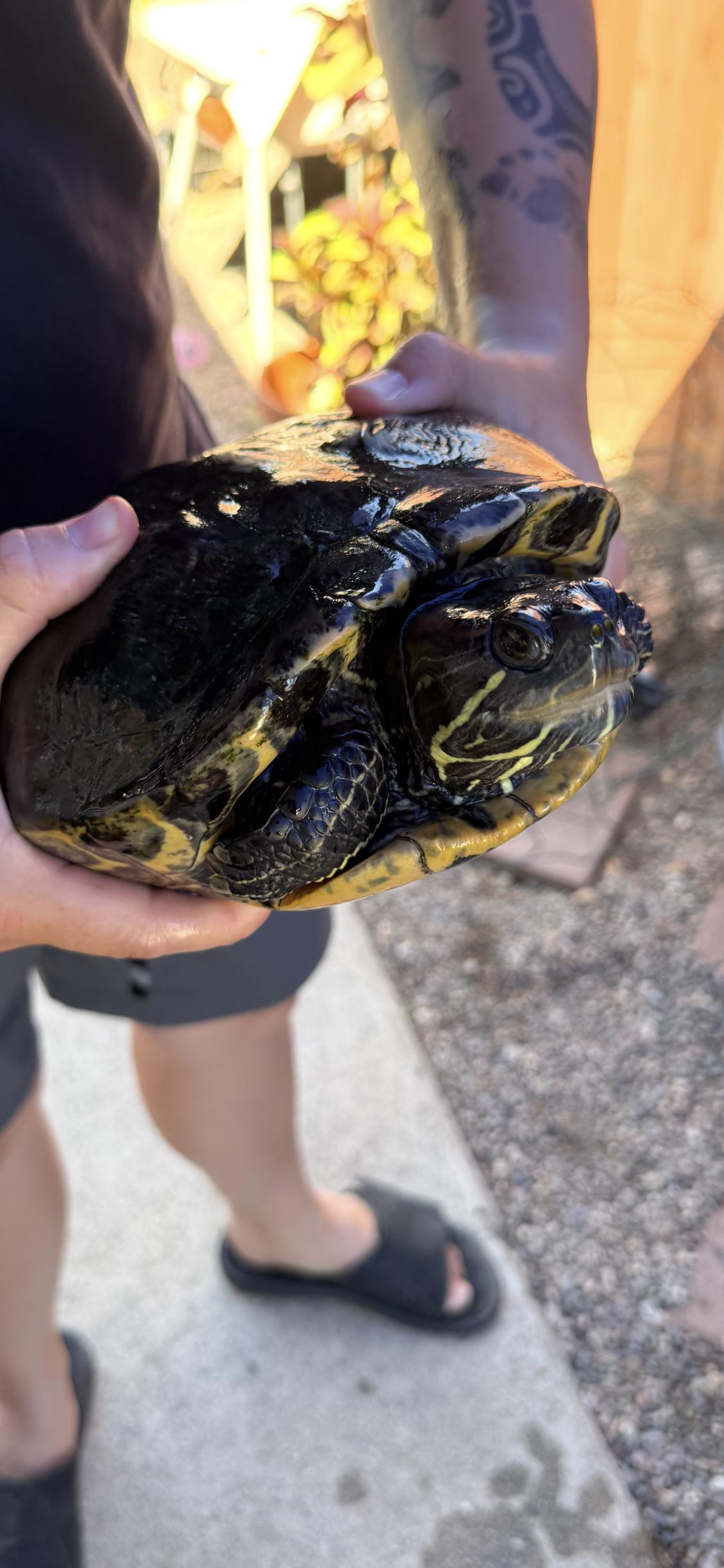 Musubi, ADOPTABLE, Adult Female Red-Eared Slider & Yellow-Bellied Slider.