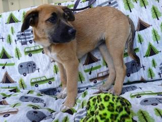 Doogle, an adoptable Cattle Dog in Anaconda, MT, 59711 | Photo Image 3