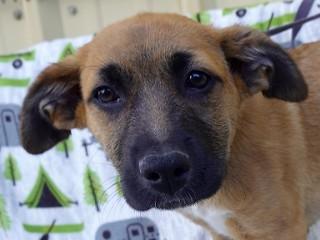Doogle, an adoptable Cattle Dog in Anaconda, MT, 59711 | Photo Image 1