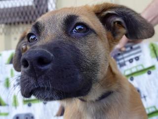 Doogle, an adoptable Cattle Dog in Anaconda, MT, 59711 | Photo Image 2