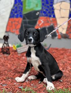 LINEN, Adoptable, Young Female Boxer.