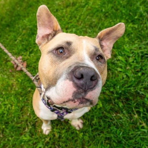 Quest, Adoptable, Adult Female Pit Bull Terrier.