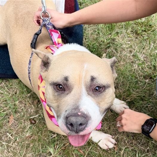 Enlarge Quest, a Adoptable Pit Bull Terrier in Prince Frederick, MD image 5/6