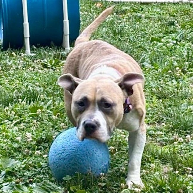 Enlarge Quest, a Adoptable Pit Bull Terrier in Prince Frederick, MD image 4/6
