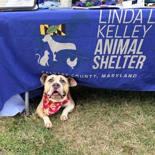 Enlarge Quest, a Adoptable Pit Bull Terrier in Prince Frederick, MD image 6/6