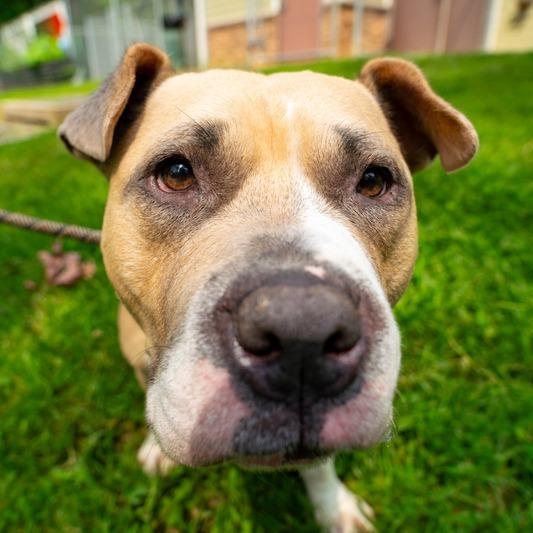 Enlarge Quest, a Adoptable Pit Bull Terrier in Prince Frederick, MD image 3/6