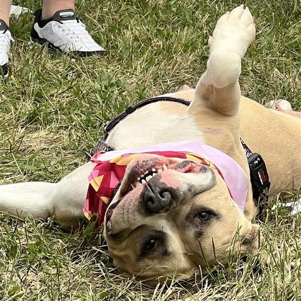 Enlarge Quest, a Adoptable Pit Bull Terrier in Prince Frederick, MD image 2/6