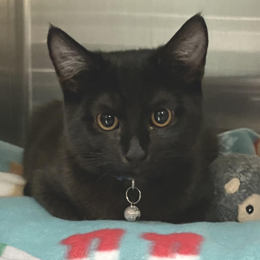 Enlarge Zoe, a Adoptable Domestic Short Hair in Pittsburgh, PA image 1/1