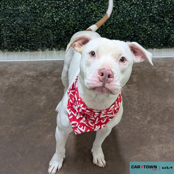 Peshal, Adoptable, Adult Female Pit Bull Terrier.