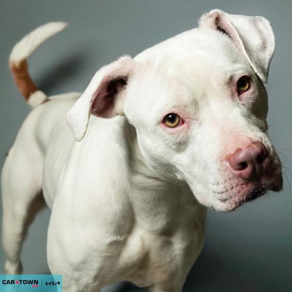 Peshal, a Adoptable mixed breed in Lexington, KY image 3/3