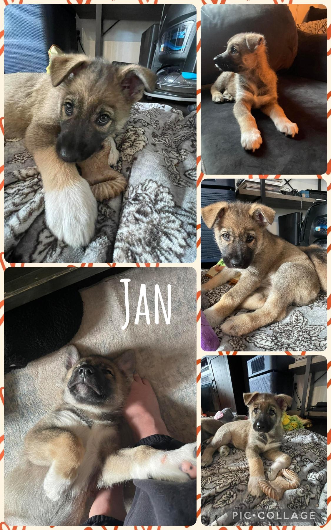 Jan, Adoptable, Puppy Female German Shepherd Dog & Husky.