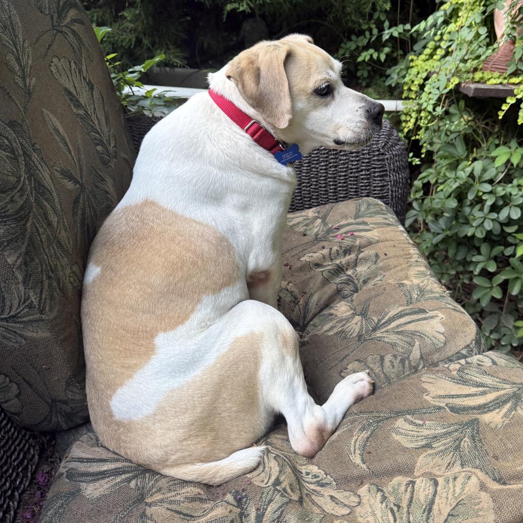 Ernie, Adoptable, Senior Male Beagle & Mixed Breed.