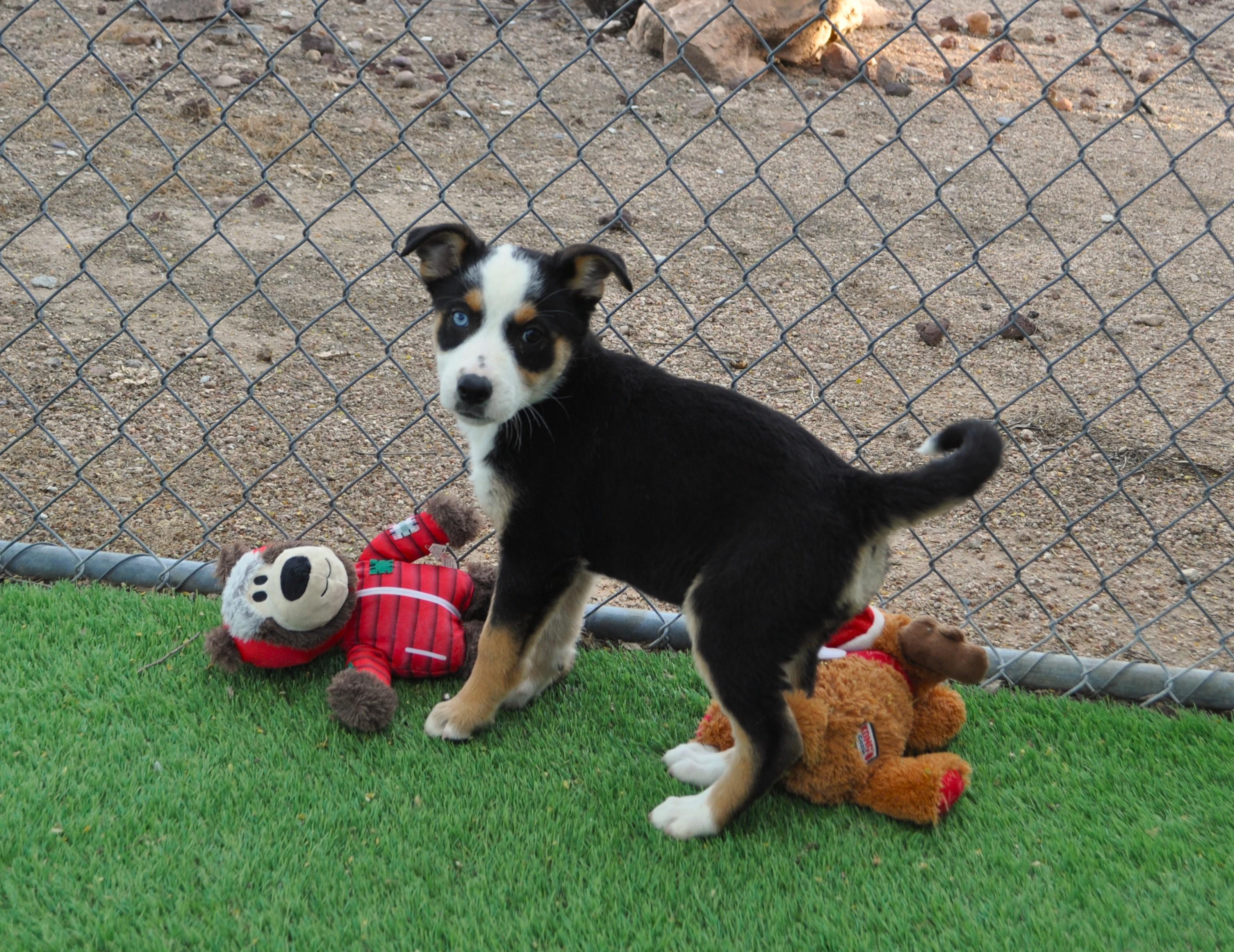 Enlarge Cleo, an adopted mixed breed in Apache Junction, AZ image 2/4