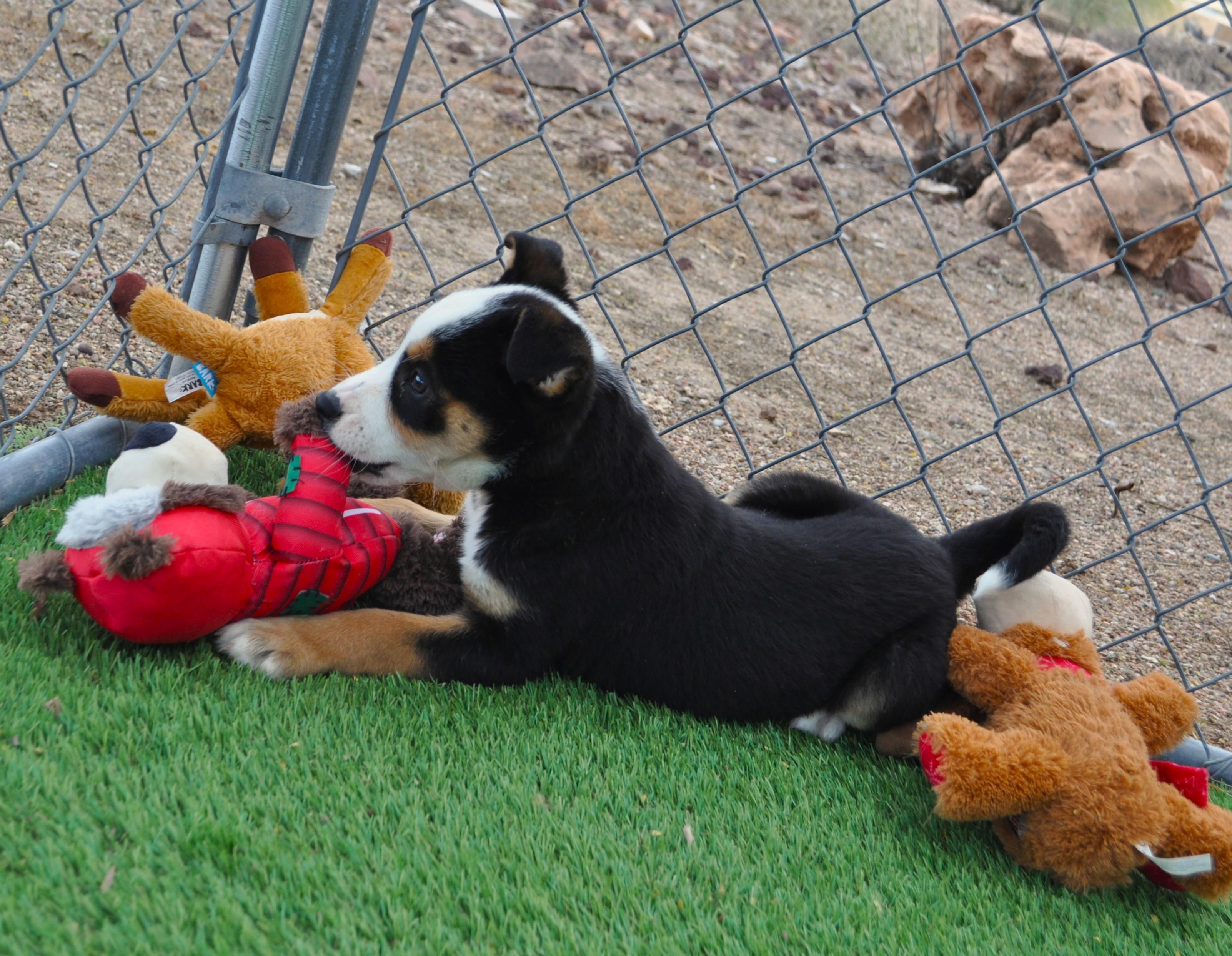 Enlarge Cleo, an adopted mixed breed in Apache Junction, AZ image 4/4