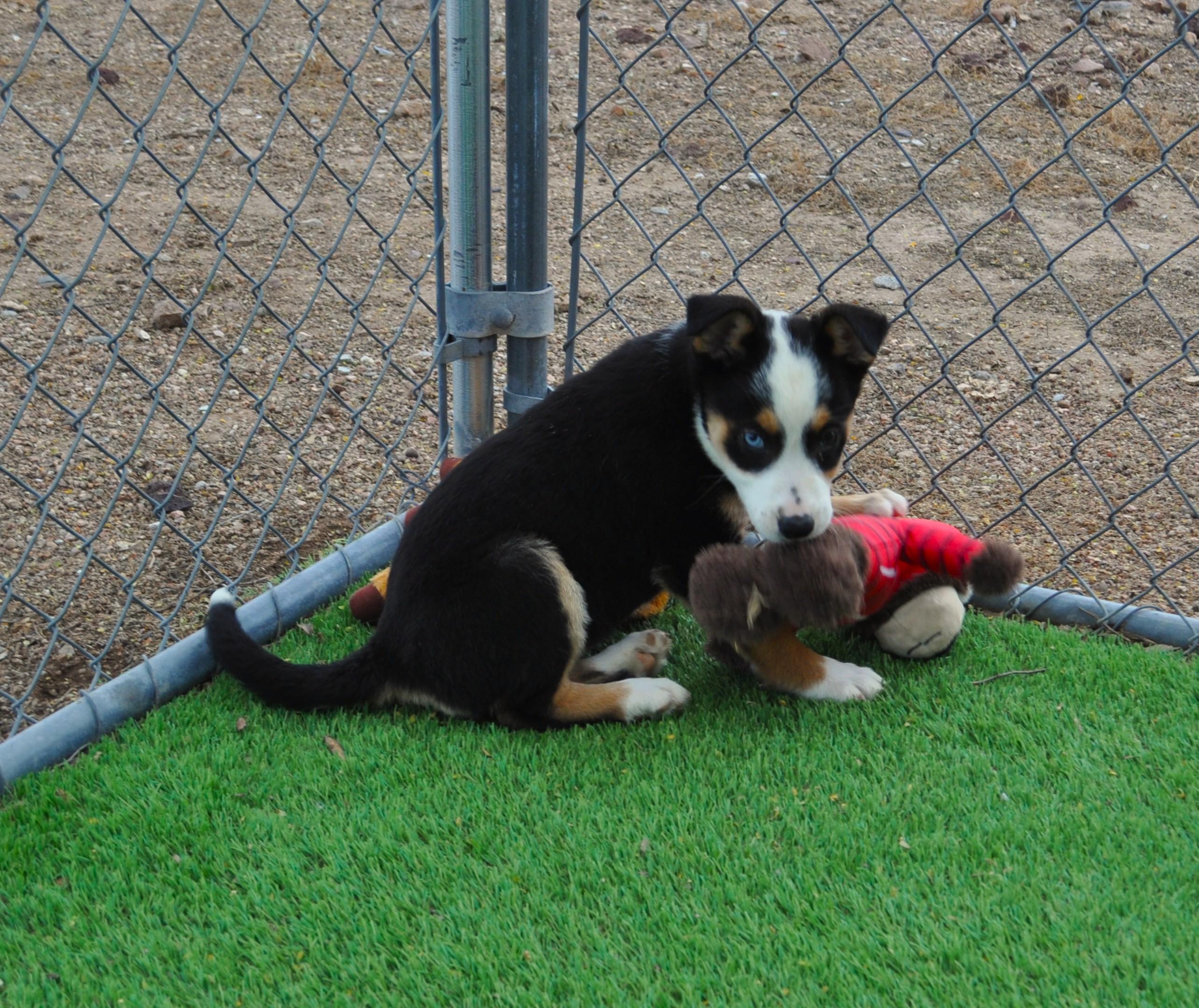 Enlarge Cleo, an adopted mixed breed in Apache Junction, AZ image 3/4