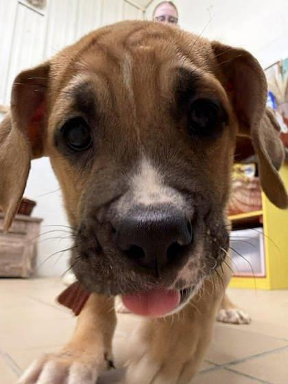 Enlarge Ivy, a Adoptable mixed breed in Scottsbluff, NE image 1/3