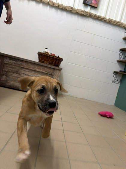Enlarge Ivy, a Adoptable mixed breed in Scottsbluff, NE image 2/3