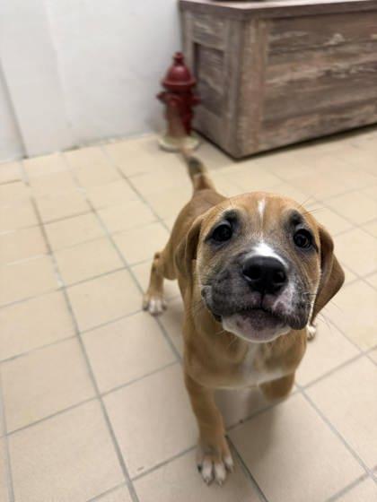 Enlarge Ivy, a Adoptable mixed breed in Scottsbluff, NE image 3/3