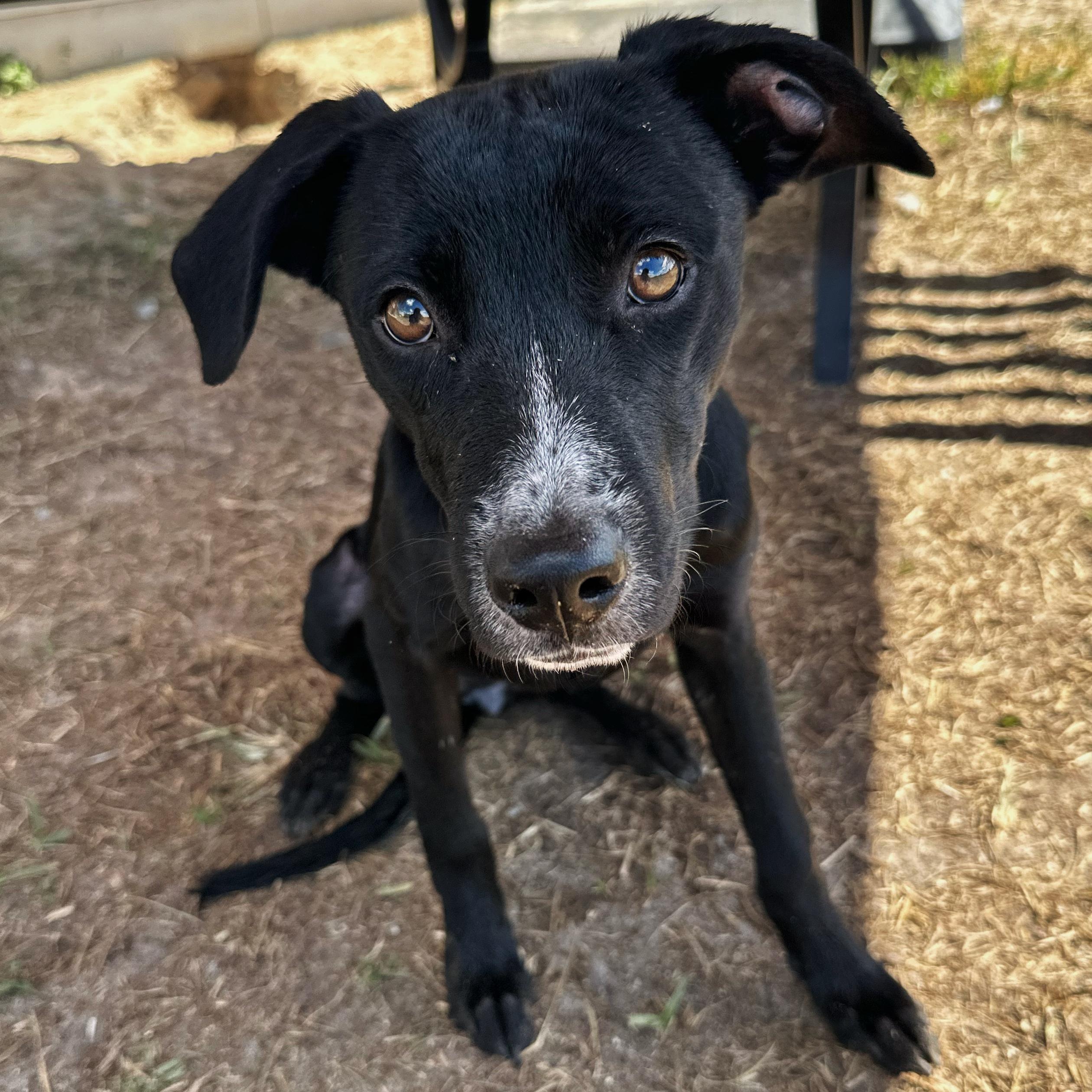Bones, a Adoptable mixed breed in Valdosta, GA image 1/3