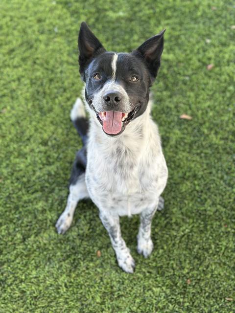 Enlarge OREO BISCUIT, a Adoptable mixed breed in Chula Vista, CA image 1/1
