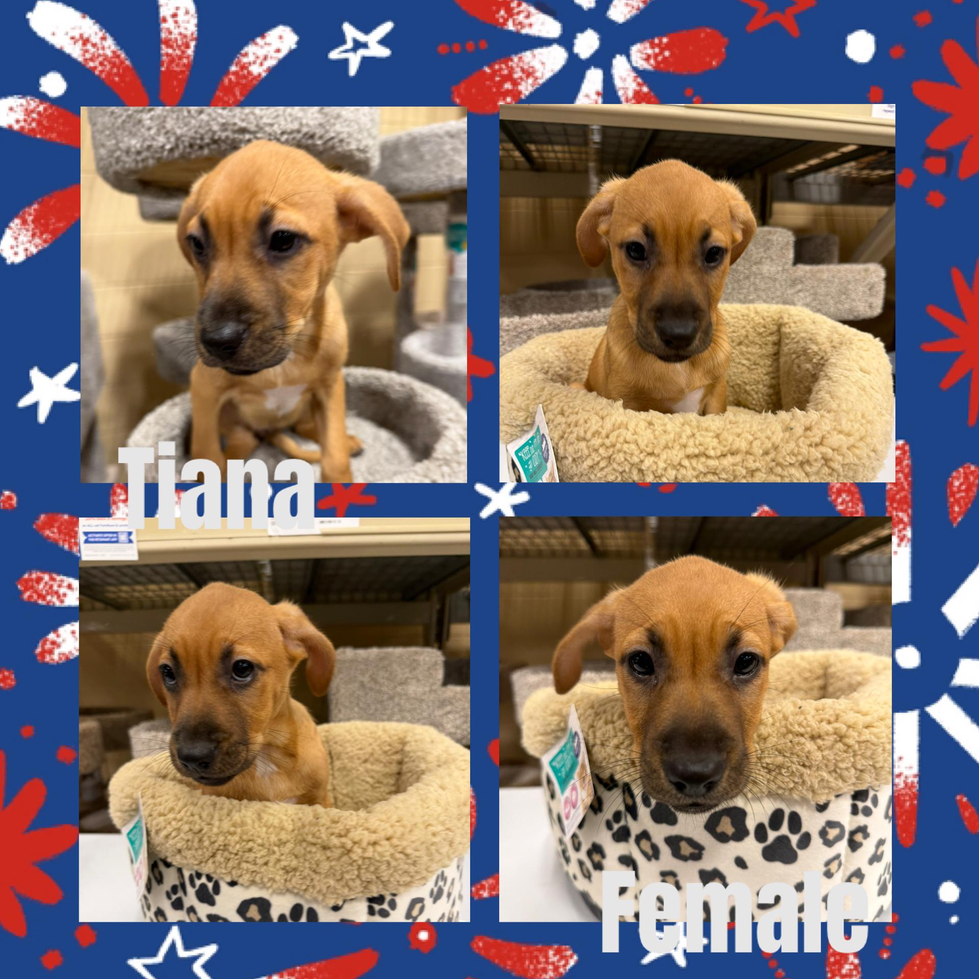 Tiana, ADOPTABLE, Puppy Female Cattle Dog.