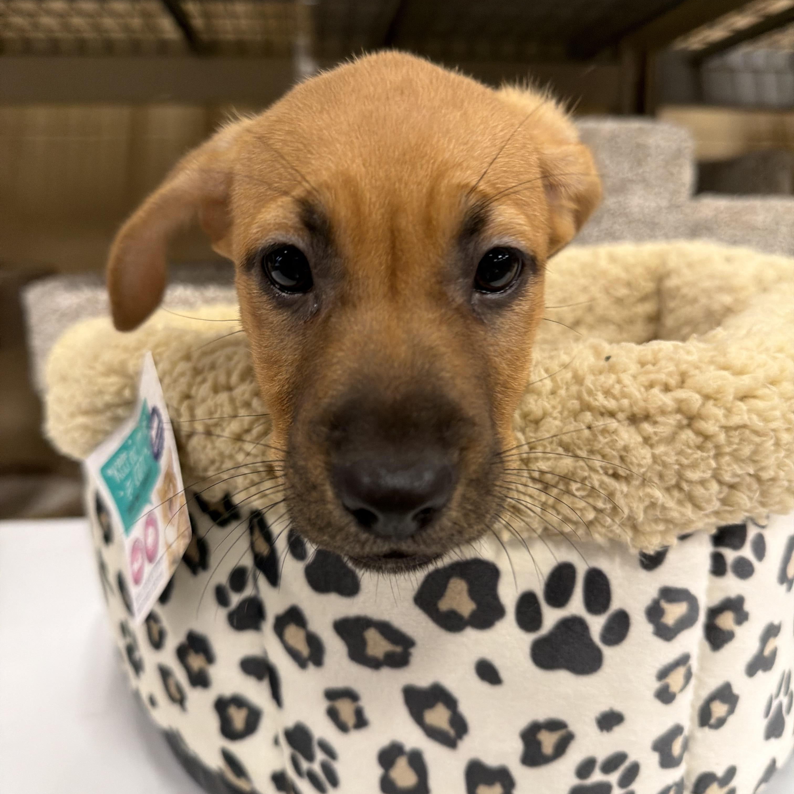 Enlarge Tiana, a ADOPTABLE mixed breed in Eugene, OR image 2/3
