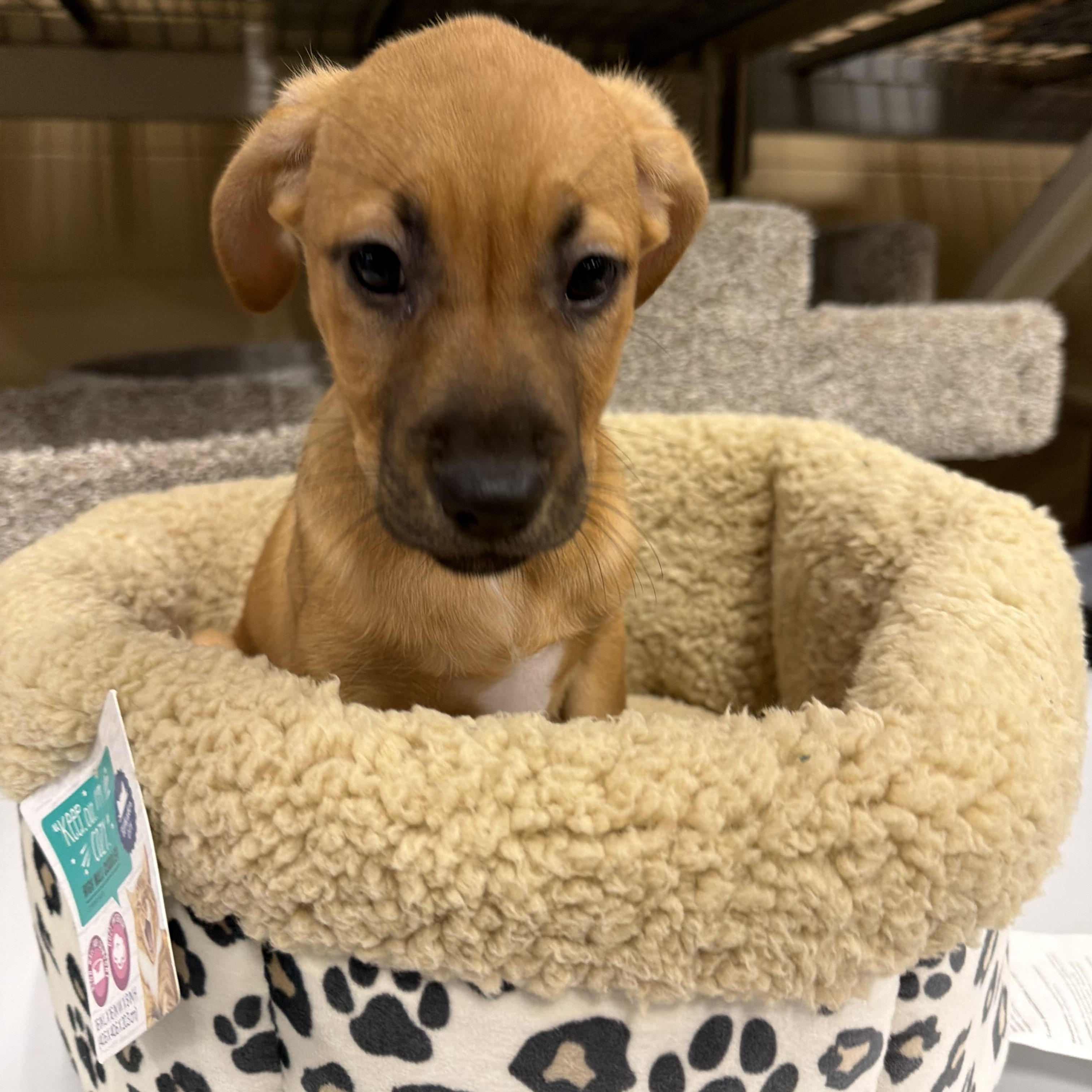 Enlarge Tiana, a ADOPTABLE mixed breed in Eugene, OR image 3/3
