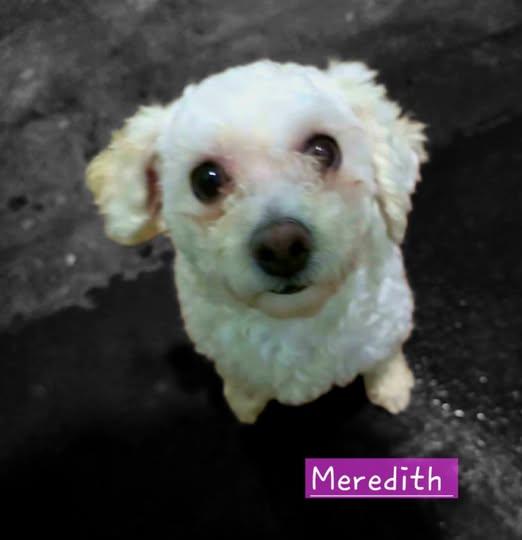 Meredith, ADOPTABLE, Adult Female Bichon Frise.