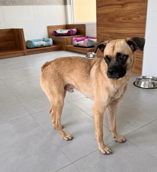 Enlarge Bear, a Adoptable mixed breed in Chula Vista, CA image 3/4