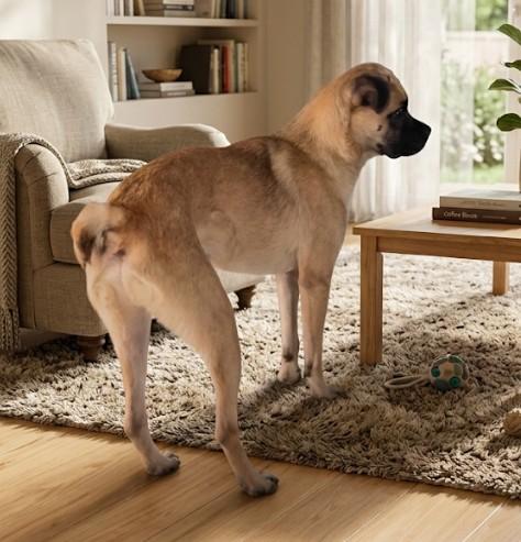 Enlarge Bear, a Adoptable mixed breed in Chula Vista, CA image 1/4
